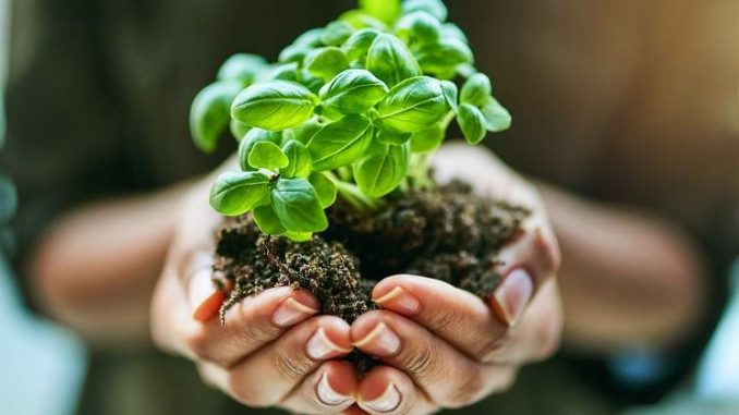 mundo emocional plantas